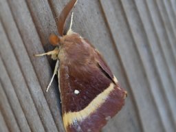Lasiocampa quercus